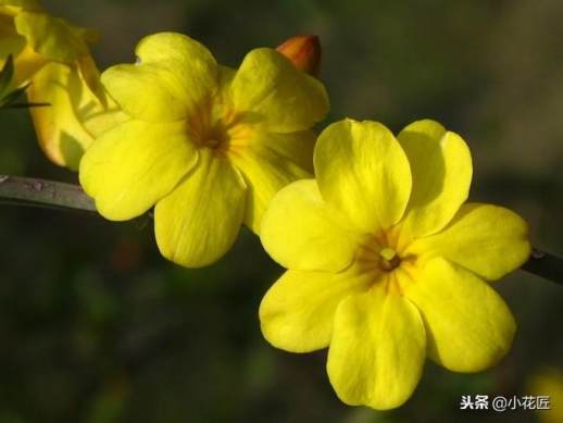 迎春花什么季节开