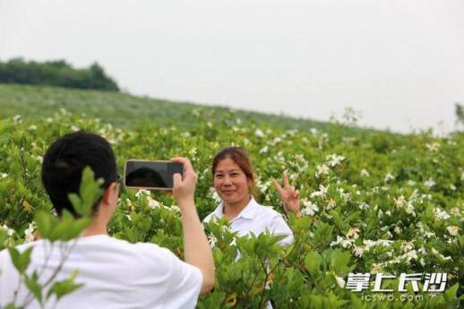 盛放的栀子花