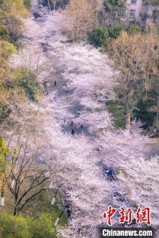 樱花季节