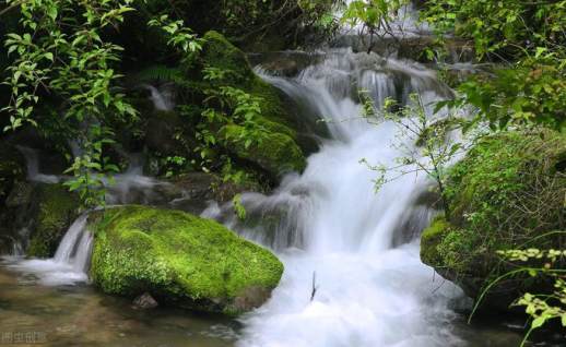 水中藻荇交横