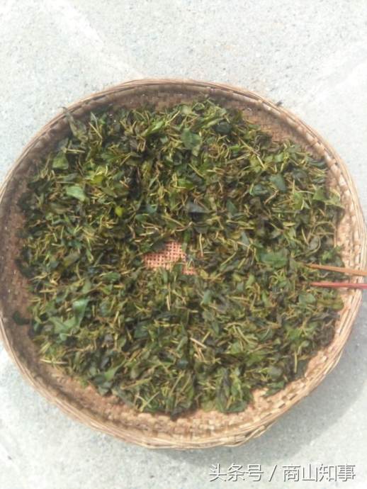 冲泡金银花茶