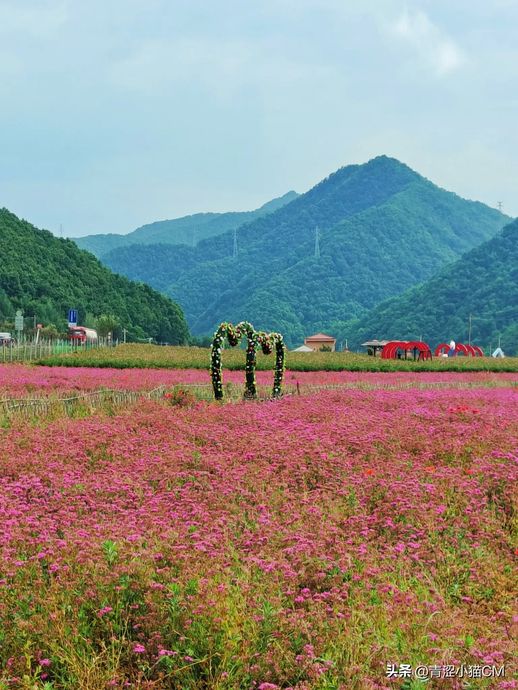 太白县七里川花海