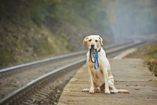 萌宠邂逅(秋田犬如何判断纯种)