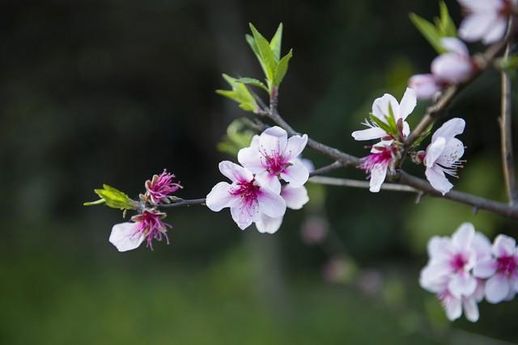 春雨润桃林