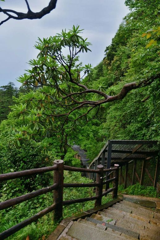 峨眉山旅游(成都峨眉山乐山两日游)