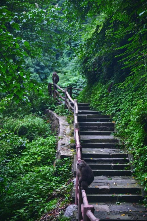 峨眉山旅游(成都峨眉山乐山两日游)