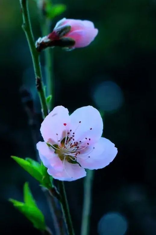 春雨润桃林