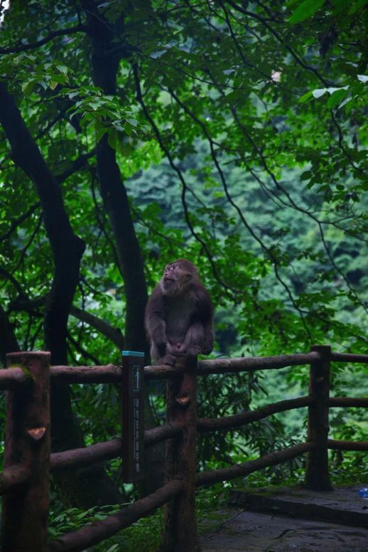 峨眉山旅游(成都峨眉山乐山两日游)