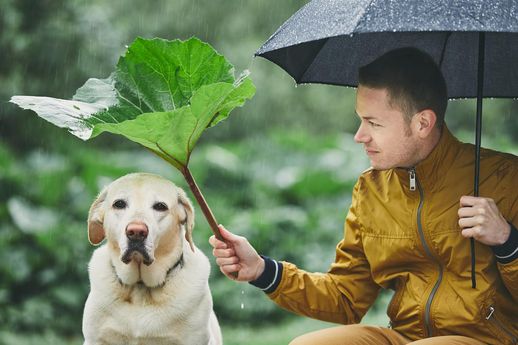 萌宠邂逅(秋田犬如何判断纯种)